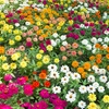 Image 1: Up to 72 Zinnia 'Profusion Mixed' Plants