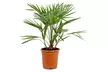 1 ou 2 palmiers nains européens rustiques Chamaerops "Humilis", 50-65 ou 60-75 cm - Image 3