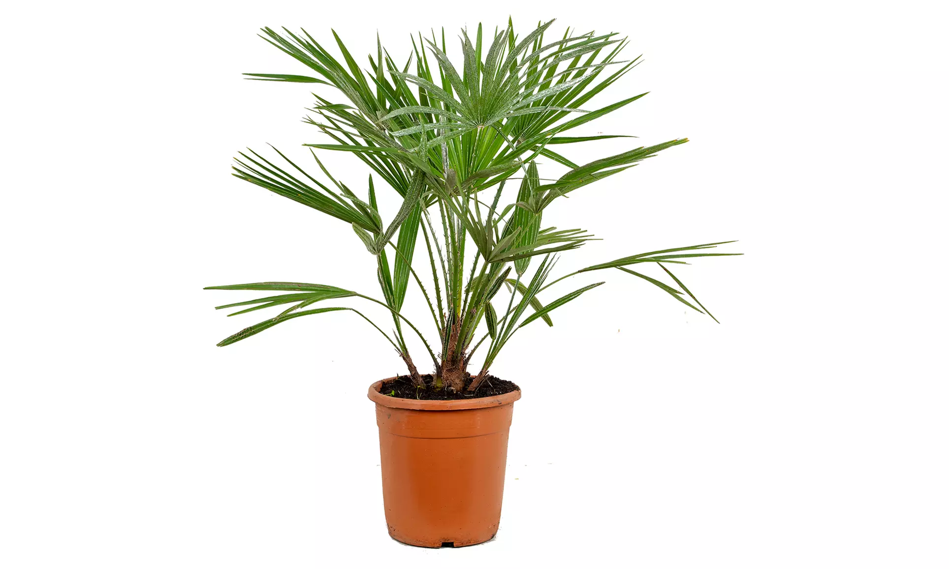 Palmier nain européen rustique Chamaerops "Humilis"