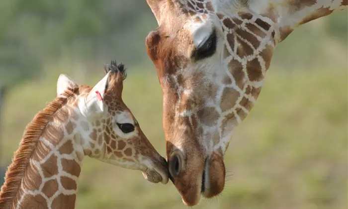 $22 for One Adventure Package for an Adult or Child at Zoo Miami ($35 Value) - Primary Image