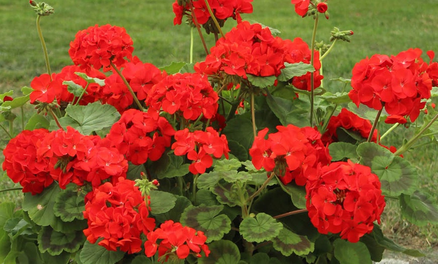 Image 4: Geranium 'Fire Queen' Garden-Ready Plants