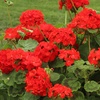 Image 4: Geranium 'Fire Queen' Garden-Ready Plants