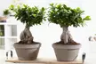 Set di 2 piante di bonsai Ficus Ginseng, con vaso incluso - Image 2