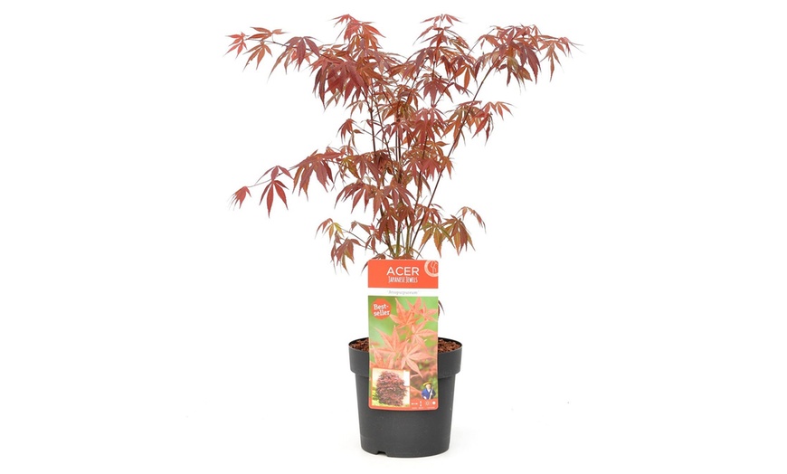 Image 4: Érables palmés acer palmatum