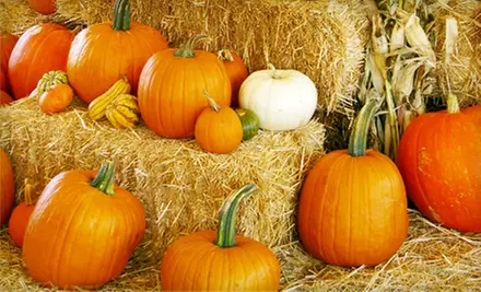 $5 for One $10 Pumpkin at Big Wave Dave's Pumpkin Patch - Primary Image