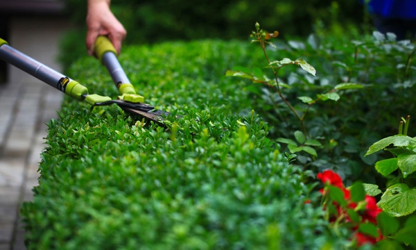 Euonymus green deals spire