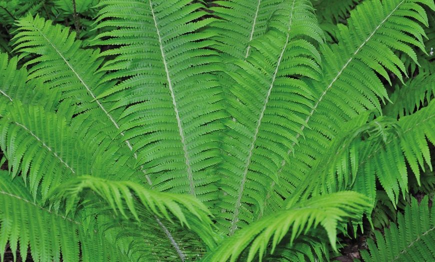 Image 4: Hardy Shuttlecock Fern - 1, 2 or 3 Potted Plants