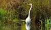 $17 for a One-Year Membership to Friends of the Arboretum ($35 Value)