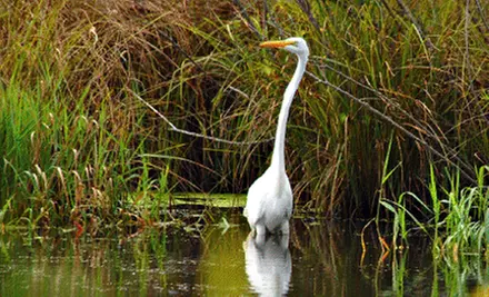 $17 for a One-Year Membership to Friends of the Arboretum ($35 Value) - Primary Image