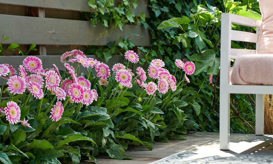 Image 3: Gerbera Sweet Fiesta Plant