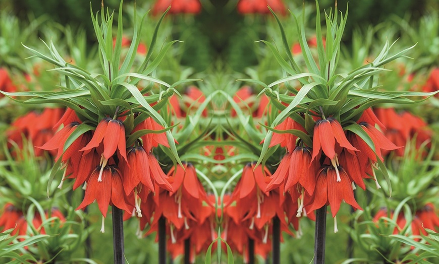 Image 3: Three or Six Fritillaria Imperialis Red Bulbs