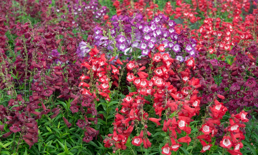 Image 1: 12 or 24 Hardy Penstemon Plants