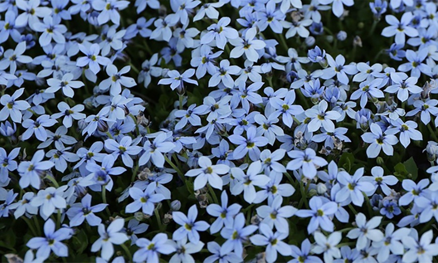 Image 3: Isotoma Blue Foot Plants