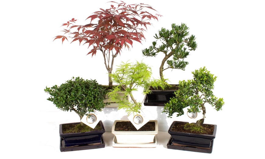 Image 9: Outdoor Bonsai Trees