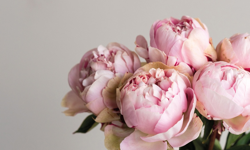 Image 8: Peony Collection Bare Root