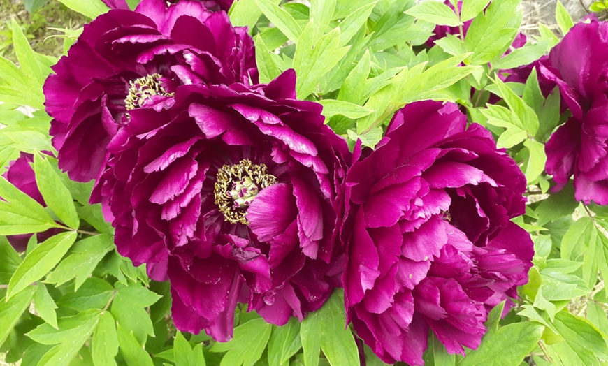 Up To 64% Off Tree Peony Collection 