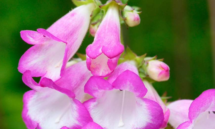 Image 2: Penstemon Plants