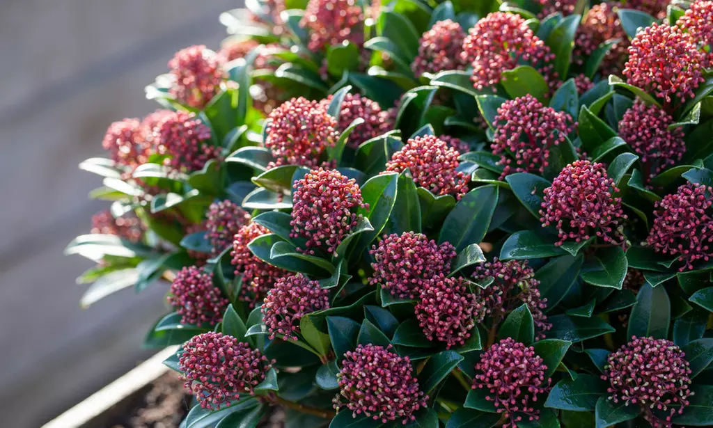 1, 2 ou 3 arbustes skimmia, Marlot, Mystic Marlot ou White Dwarf" - Primary Image