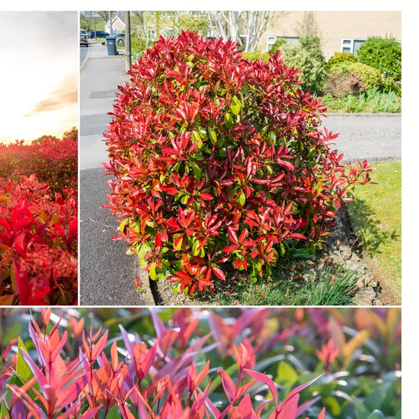 Jusqu' 60% de rduction sur 3 ou 6 plants de photinia fraseri "Red Robin"  | Groupon Shopping