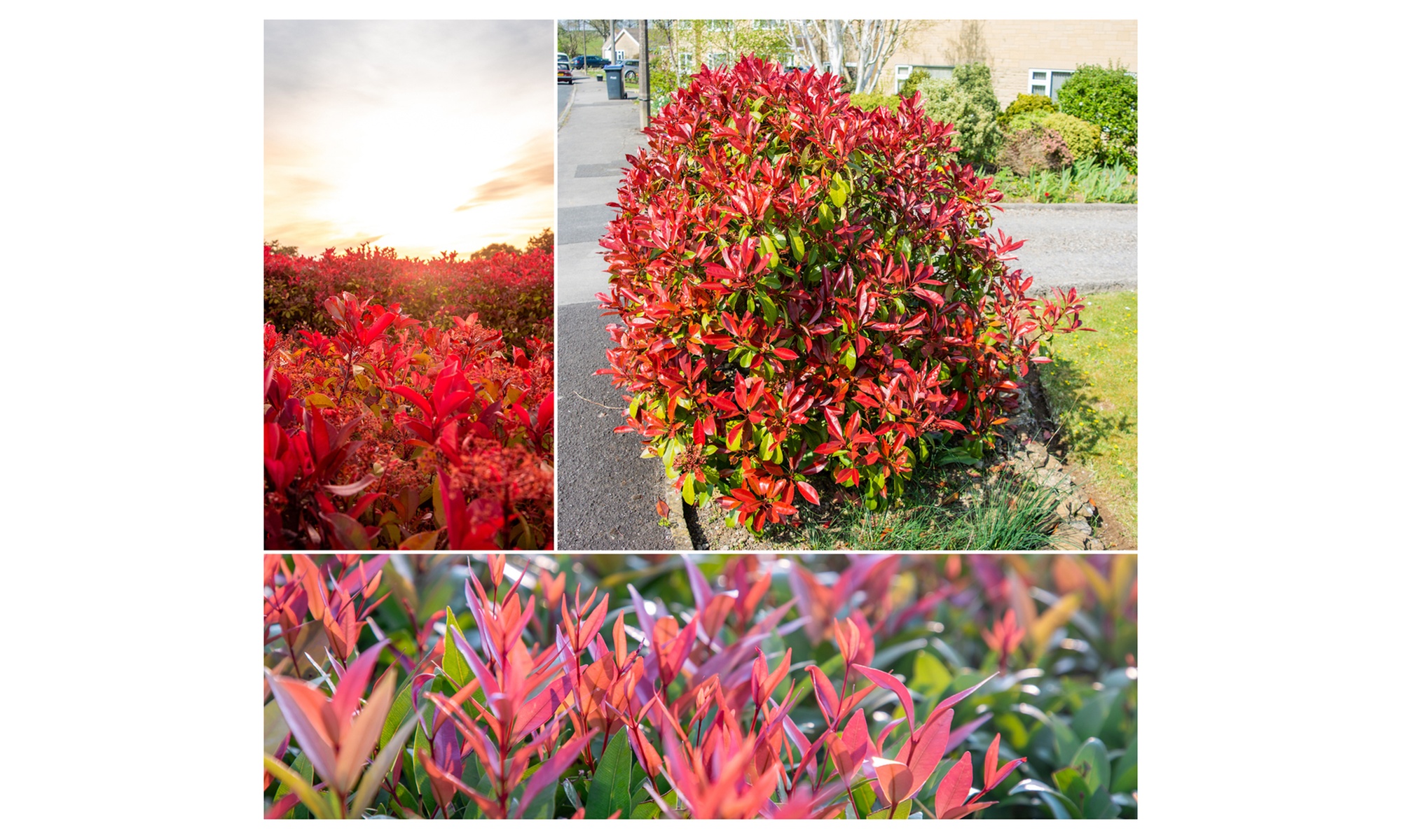 3 ou 6 plants de photinia fraseri "Red Robin"