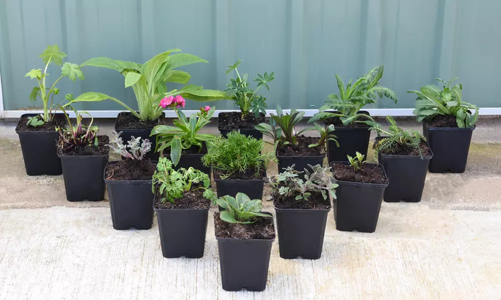 Lucky Dip Cottage Garden Perennial Plants - up to 36 Potted Plants