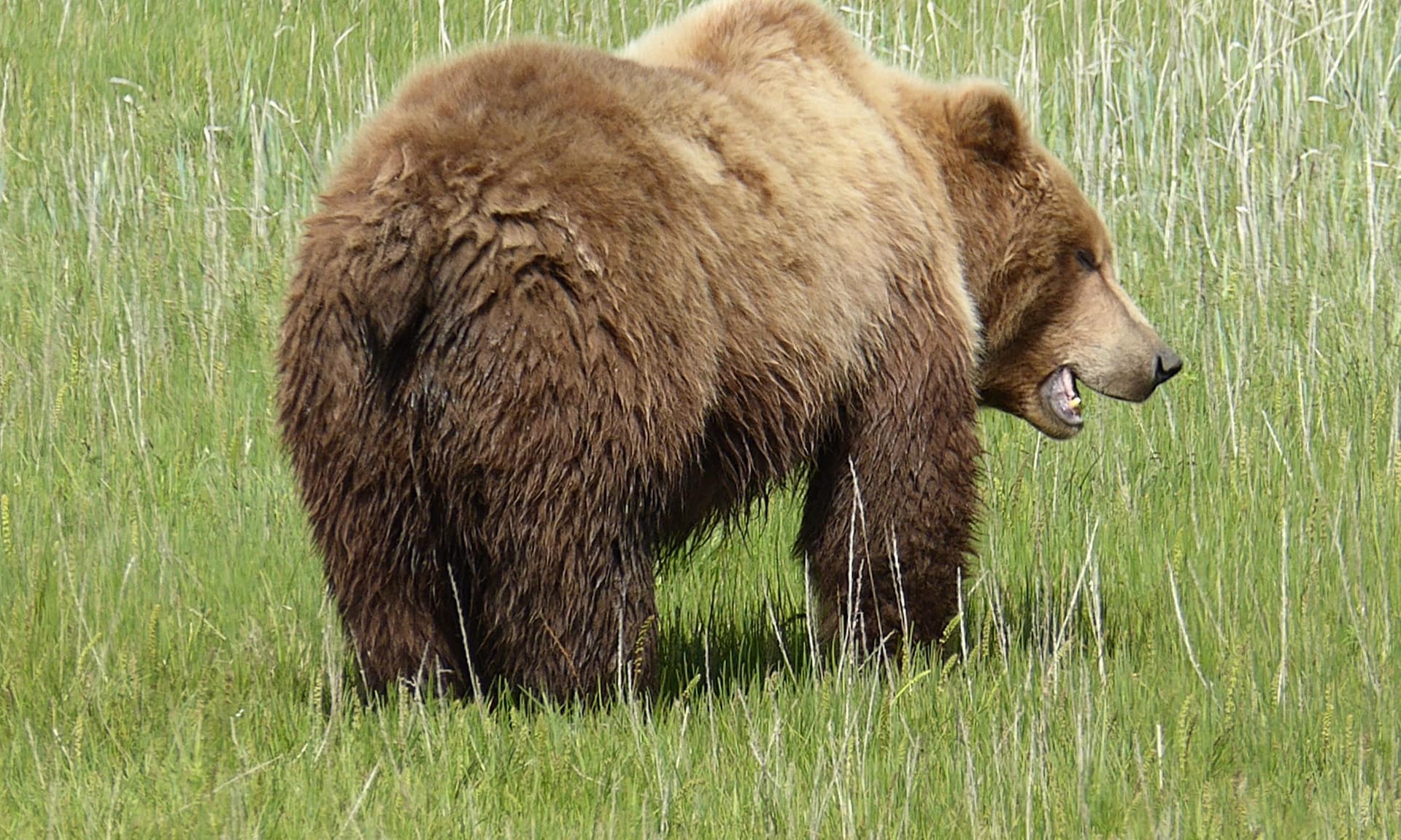 Alaska Bear Watching Guided Tour for Two at Alaskan Destinations
