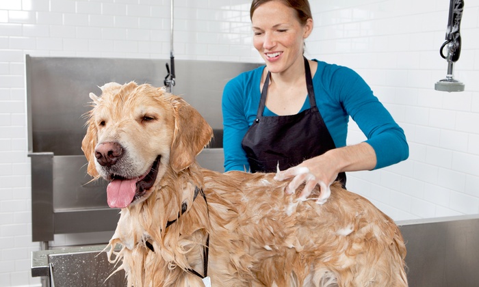 dog bath service