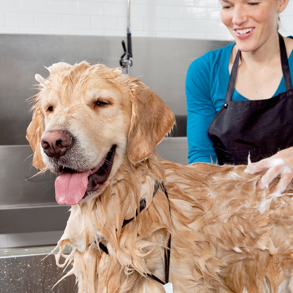 bow wow dog wash