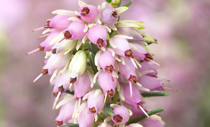 Image 2: Heather Potted Plants