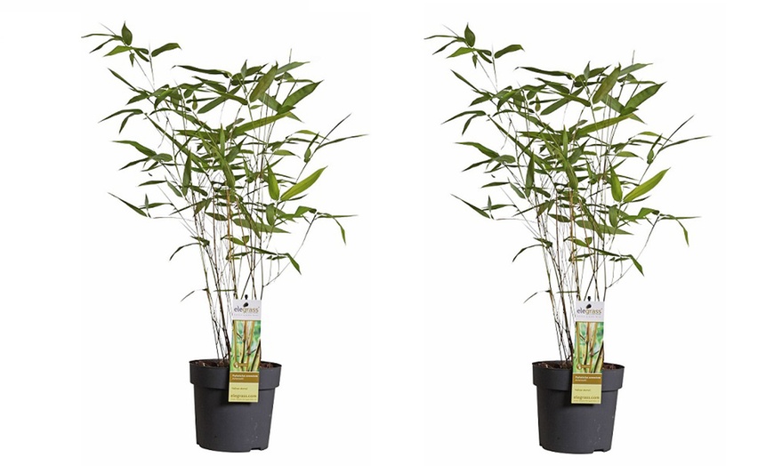 Image 3: Potted Bamboo Plants in 3-litre Pots