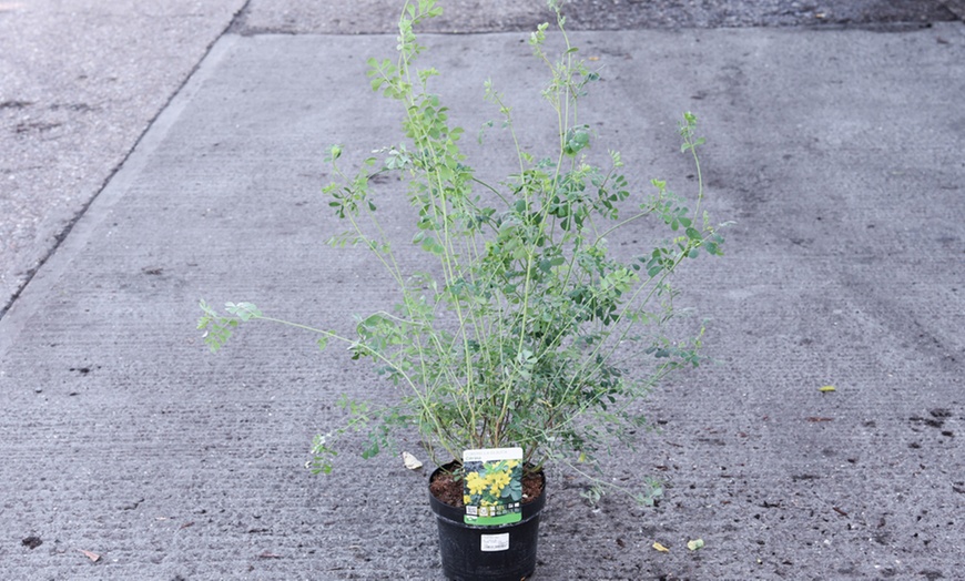 Image 4: Coronilla 'Citrina' 9cm Pot - One, Two or Three Plants