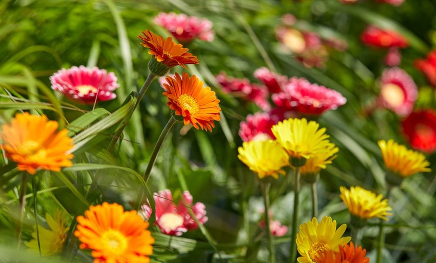 Image 1: Hardy Gerbera 'Cheeky' Potted Plants
