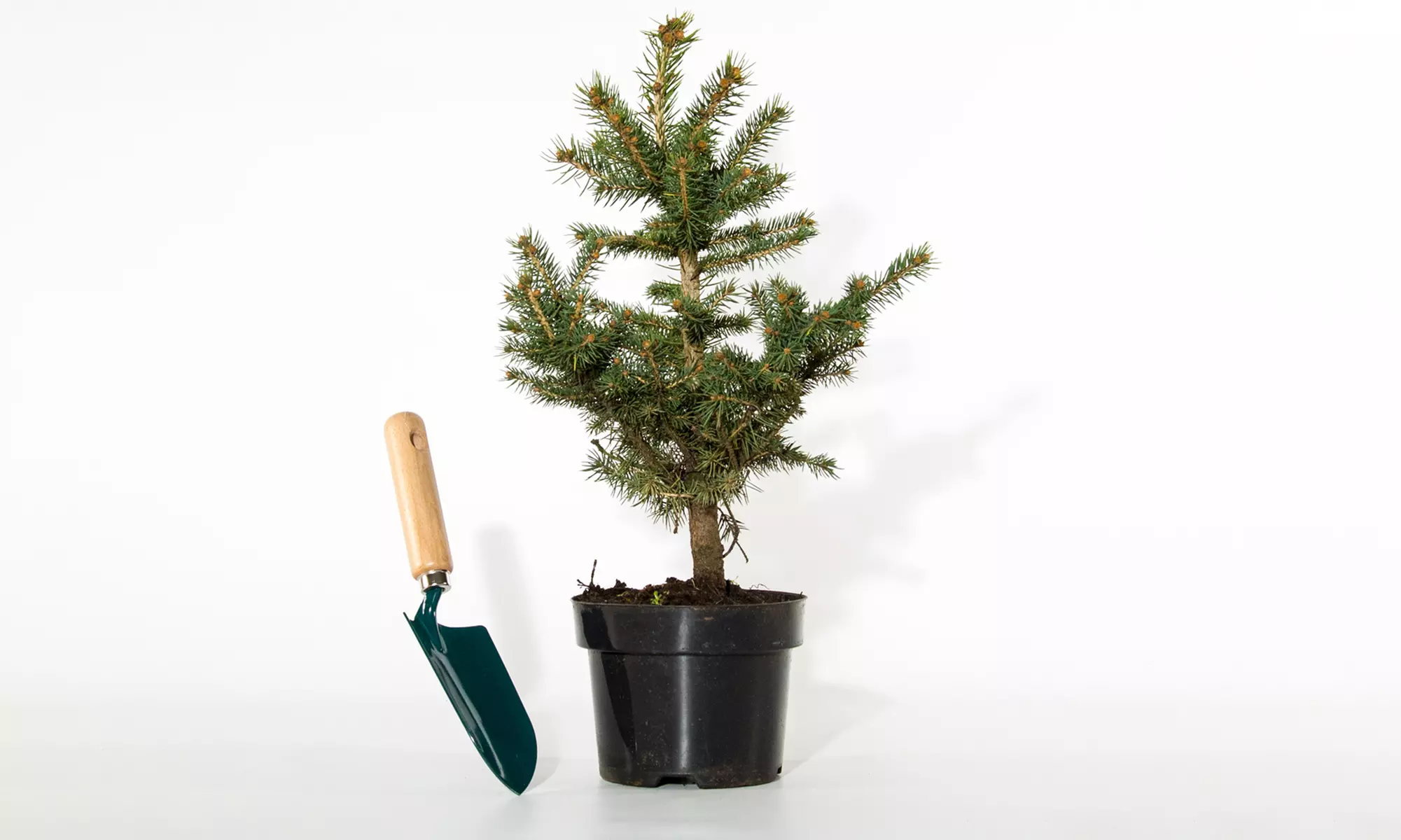 Lot de 6 sapins bleus, sélection Willemse, 30-40 cm à la livraison - Image 2