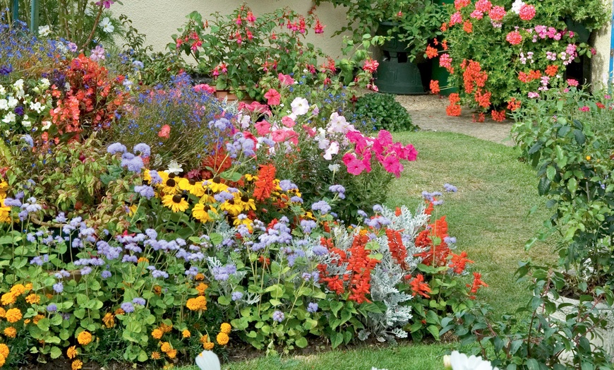 Image 3: 270 Bedding Plants