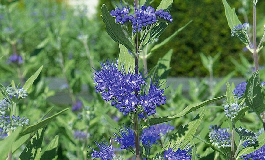 Image 3: 3 or 6 Dry Border Hardy Shrubs