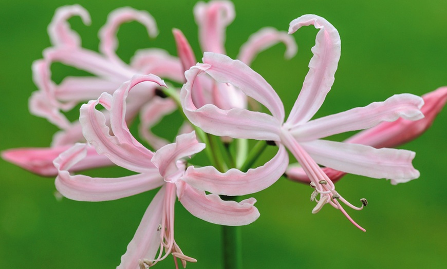 Image 1: Nerine Bowdenii Stefani Bulbs