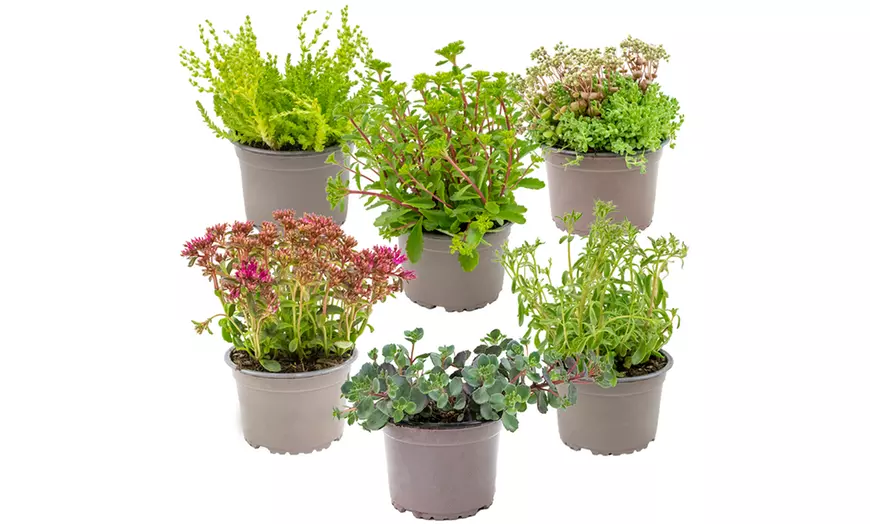 Image 1: 3 of 6 meerjarige plantenmix