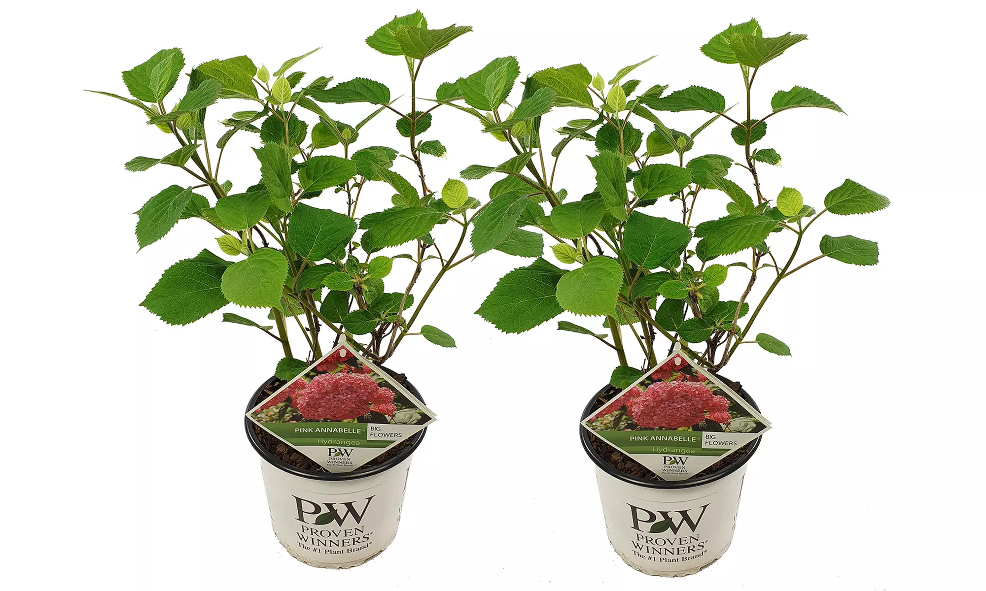 1 ou 2 Hortensia "Pink Annabelle" 40-50 cm - Second Medium