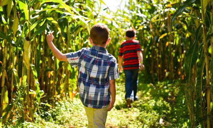 Corn Maze Admission with a Hayride for One, Two, or Four to Northern Star Farm (Up to 40% Off) - Second Medium