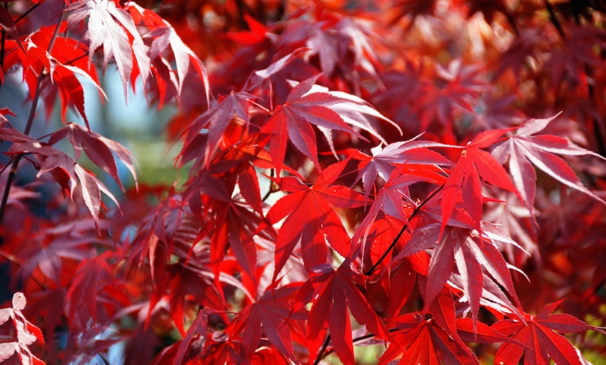 Image 4: Acer Palmatum Collection 