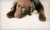 $39 for Carpet Cleaning for Two Rooms and One Hall from Nationwide Carpet Cleaning ($99 Value)
