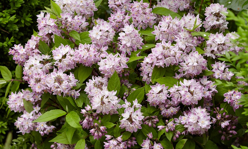 Image 7: Deutzia 'Raspberry Sundae' - One or Two Potted Plants  