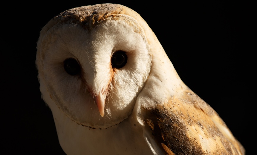 Image 2: ¡Descubre la magia de la naturaleza en Faunia! 