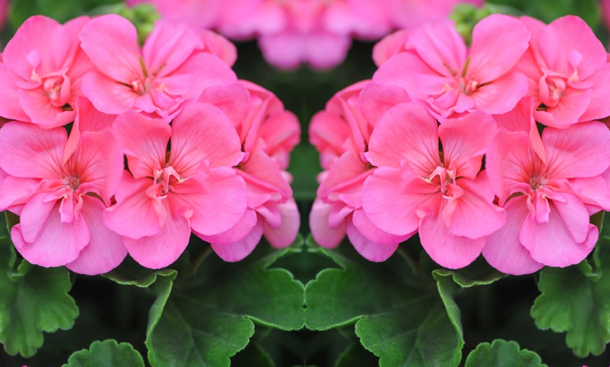 Image 8: 5, 15 or 30 Jumbo Plug Plants of Geranium Giant
