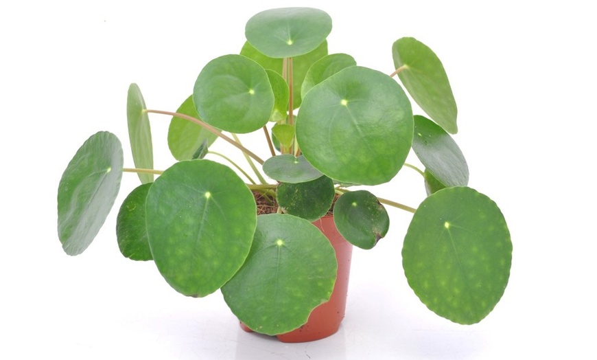 Image 4: Lot de plantes Pilea