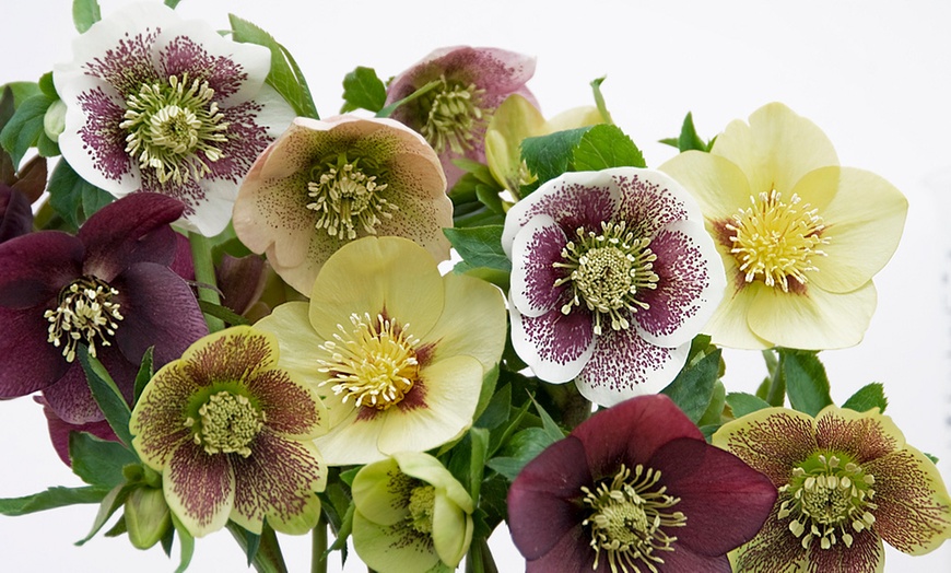 Image 5: Winter Flowering Oriental Hellebores - 5 or 10 Plants