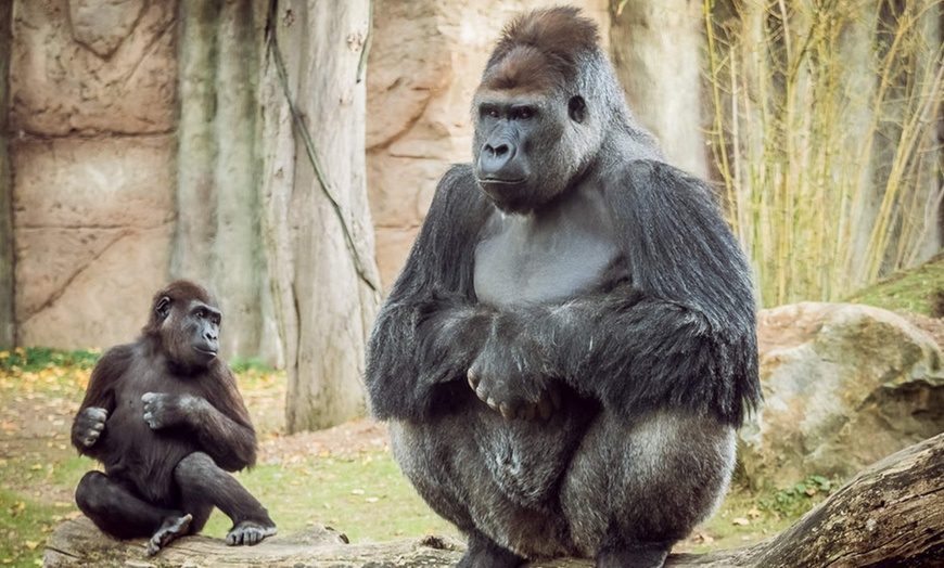 Image 5: Tageskarte für den Zoo Krefeld