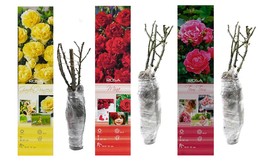 Image 10: Set di 3 o 6 rose Polyantha