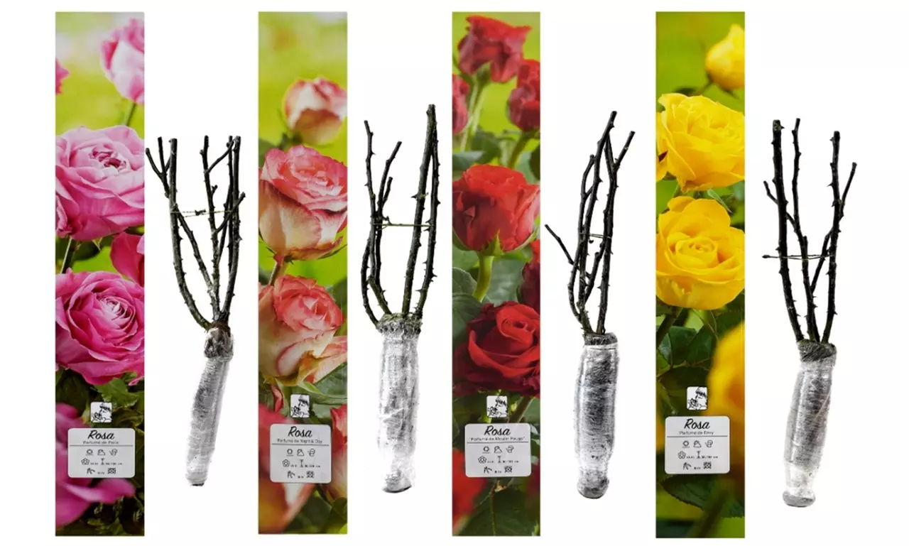 4er-Set großblütige Duftrosen