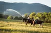 Exclusive 1 Hour Horseback Riding for Adults or Kids & Cowboy Cookout Options at Glenwood Adventure ( Up to 20% Off)